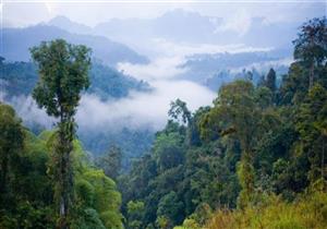 دول الأمازون تسعى لاتخاذ إجراءات للحفاظ على الغابات المطيرة