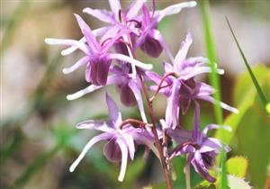 بديل آمن للفياجرا.. 6 فوائد صحية لعشبة العنزة (صور)