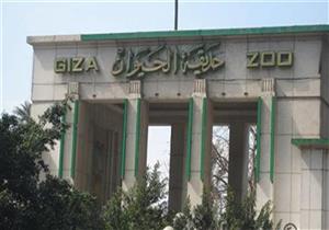 لمواجهة ارتفاع درجات الحرارة.. حديقة الحيوان تستعين بالأيس كريم والبروتين