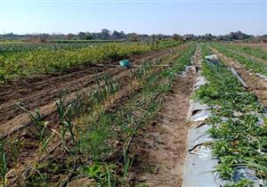 من البيت.. "الري" توضح كيف يدير الفلاح أرضه عبر الموبايل