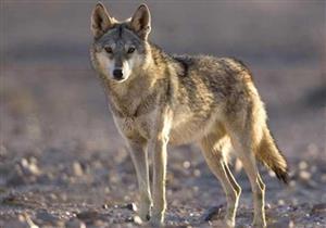 ذئب يشهد للنبي بالرسالة.. ما هي قصته؟