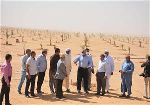 الوادي الجديد| زراعة 4 آلاف نخلة خلال 15 يومًا 