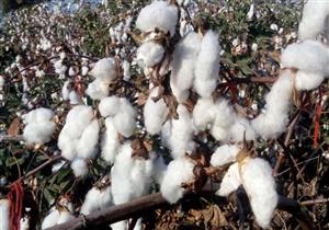 معهد القطن: مصر تسعى لاستعادة ريادتها عبر إدخال 6 أصناف جديدة