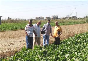 بالصور.. مدرسة حقلية لمزارعي بنجر السكر في البحيرة 