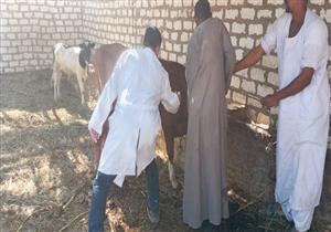 تحصين 3690 رأس ماشية خلال حملة بيطرية في البحيرة 