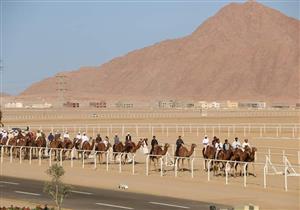 اليوم.. انطلاق مهرجان سباق الهجن بمدينة نويبع
