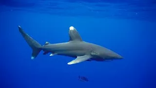 بالصور.. أضخم سمكة قرش وزنها 750 كيلو وعمرها 30 عاما