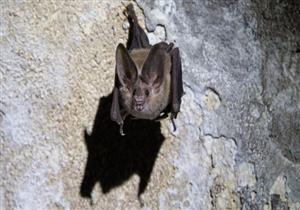 "مصدره الخفافيش".. فيروس جديد من الصين قد يتسبب بجائحة عالمية أكثر فتكا من كورونا