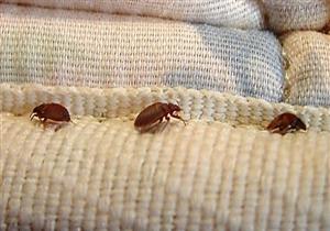 نصائح بسيطة تساعد في حماية منزلك من بق الفراش