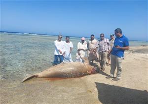 الوحيد في العالم بهذه الميزة.. معلومات عن "عروس البحر" بعد نفوقه بمرسى علم