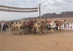 انطلاق مهرجان شرم الشيخ الدولي لسباقات الهجن بمشاركة 1500 جمل- صور 