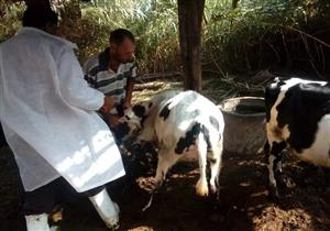 تحصين 47 ألف رأس ماشية ضد الحمى القلاعية بدمياط