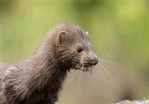 مكافآت في الدنمارك لإعدام حيوانات المنك.. ينقل أنواع متحورة من كورونا