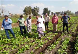 "الدلتا للسكر": الانتهاء من زراعة 120 ألف فدان بنجر سكر