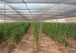 حفاظًا على زيادة الإنتاج وكشف المخالفين.. "الزراعة": حملات تفتيشية على الصوب الزراعية بالمحافظات