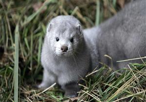 "المرأة الخفاش" تتحدث عن العائل الوسيط المُحتمل لفيروس كورونا 