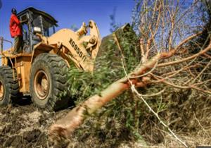 "لبناء الأكواخ".. اقتلاع أشجار السنط في السودان لإيواء اللاجئين الإثيوبيين