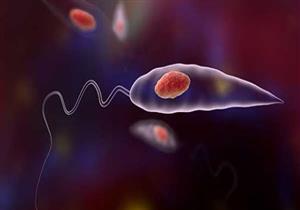 مرض مُعدٍ ومميت.. ماذا نعرف عن اللشمانيا بعد إثارتها للجدل في السعودية؟ 