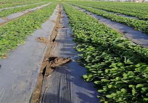 رئيس "تغير المناخ الزراعي" يكشف عن تأثير الموجات الحارة على النباتات والاحتياطات اللازمة