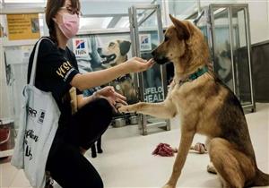 هل يمكن للكلاب اكتشاف مرضى كورونا؟