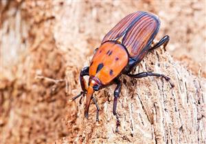 "السوسة الحمراء".. معركة خريف كل عام لإنقاذ خُمس إنتاج مصر من التمور