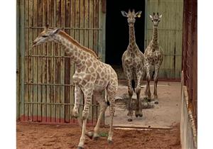 الزراعة: ذكر الزراف النافق بحديقة الجيزة في فترة الحجر البيطري ويمكن استيراد آخر