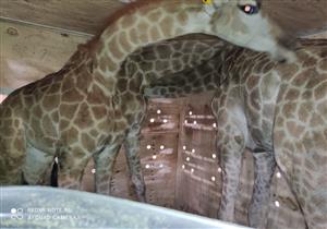 "الزراعة": حديقة الحيوان تستقبل 3 زرافات جديدة من جنوب إفريقيا