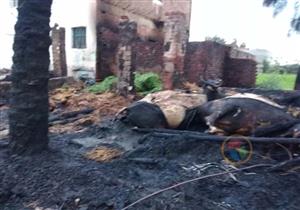 بالصور.. اختناق 7 أشخاص ونفوق مواشٍ في حريق مزرعة بكفرالشيخ