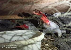  الزراعة: إحباط تهريب 6 طرود بداخلها "ببغاوات" نادرة بمطار القاهرة