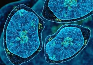 فيروس غامض يضرب البرازيل.. وعلماء: سلالة جديدة من الأميبا 