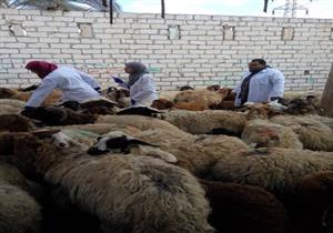  "الزراعة": تحصين 586 ألف رأس ماشية ضد الجلد العقدي وجدري الأغنام
