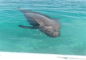 تفاصيل العثور على حوت نافق على سواحل هاسيندا الساحل الشمالي 