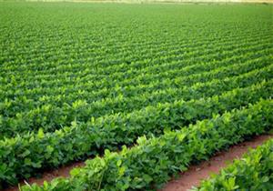 أستاذ تغيرات مناخية: النبات ينتج 10% فقط من طاقته وعلينا بالزراعة الدقيقة 