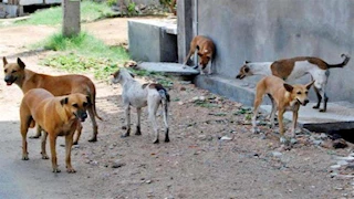 حكم قضائي ضد صاحب شركة مكافحة حشرات تسبب في إنهاء حياة كلاب ضالة