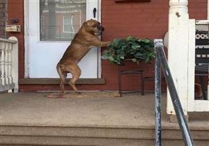 أحدهم انتظر صاحبه 14 عام.. قصص من وفاء الكلاب لأصحابها