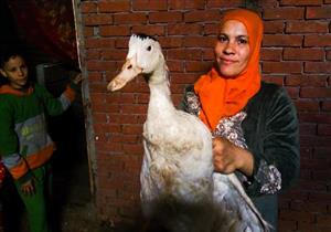 مستفيدات من "قرض البط" بالبحيرة: "مكسبنا 100% وبدأنا بدون ولا مليم"- فيديو