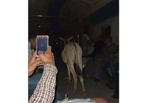 مصدر بالسكة الحديد يكشف كواليس واقعة ركوب حمار قطار الأقصر