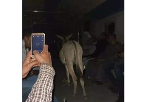 بعد واقعة "حمار القطار".. وقف عاملين في السكة الحديد لحين انتهاء التحقيقات