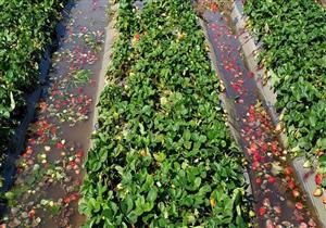 "الطريق بقى لونه أحمر".. أصحاب مزارع الفراولة في البحيرة: "بيوتنا اتخربت" - صور