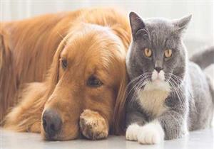 تنظيم ندوات للتعريف بأمراض الحيوانات الأليفة في دمياط