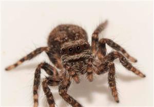  خبراء يطورون تطبيقا لعلاج رهاب العناكب
