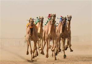 25 صورة ترصد انطلاق مهرجان "الشرقية" العاشر للهجن العربية الأصيلة