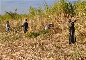 "الزراعة" تصدر نشرة بالتوصيات الفنية لمزارعي قصب السكر