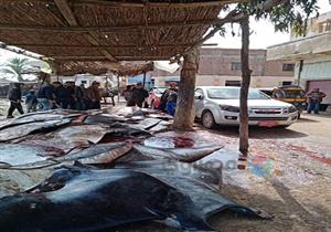 قتلت مصارع تماسيح.. ما هي أسماك الشيطان السوداء التي ظهرت في البحيرة؟