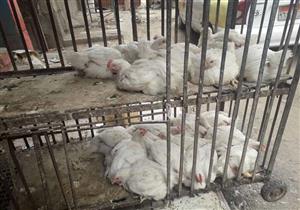 كيلو الارانب ب55  جنيه .. تعرف على أسعار الدواجن بجنوب سيناء