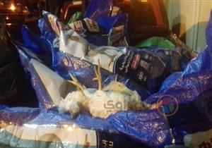 بالصور..ضبط طن دواجن نافقة قبل إعادة بيعها في الأسواق بكفر الشيخ