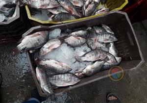 السمك البلطي ينخفض في الأسواق خلال تعاملات السبت