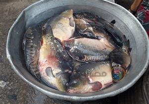 "البوري" يسجل٦٠ جنيهًا والجمبري في الصدارة.. أسعار الأسماك بأسواق دمياط