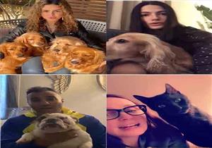 فيديو| فنانون وإعلاميون ينتقدون إلقاء الحيوانات الأليفة في الشارع: "لا تنقل الفيروس"