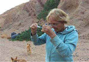 التهموا الضلوع والوجه.. نقل كلاب السيدة الإنجليزية ضحية الـ"بتبول" إلى القاهرة والغردقة